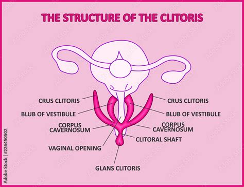 clit real|How to find the clitoris and female G.